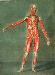Superficial Muscular System of the Front of the Body, plate 4 from a complete course of anatomy with text by Jadelot, engraved by the artist, published 1773